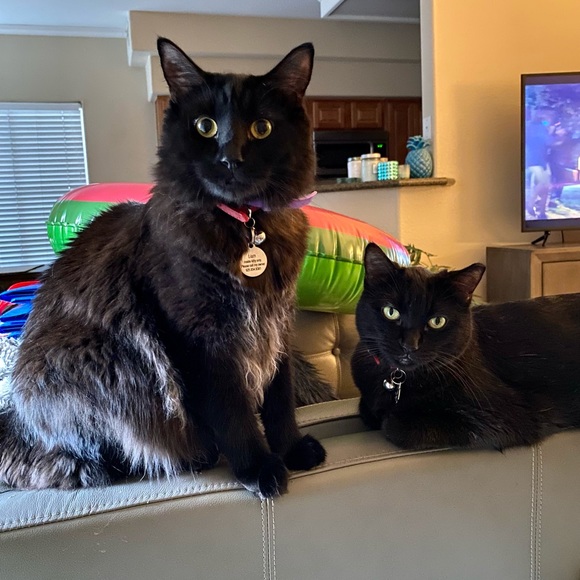 Meet your Posher, Kate - Picture 6 of 11